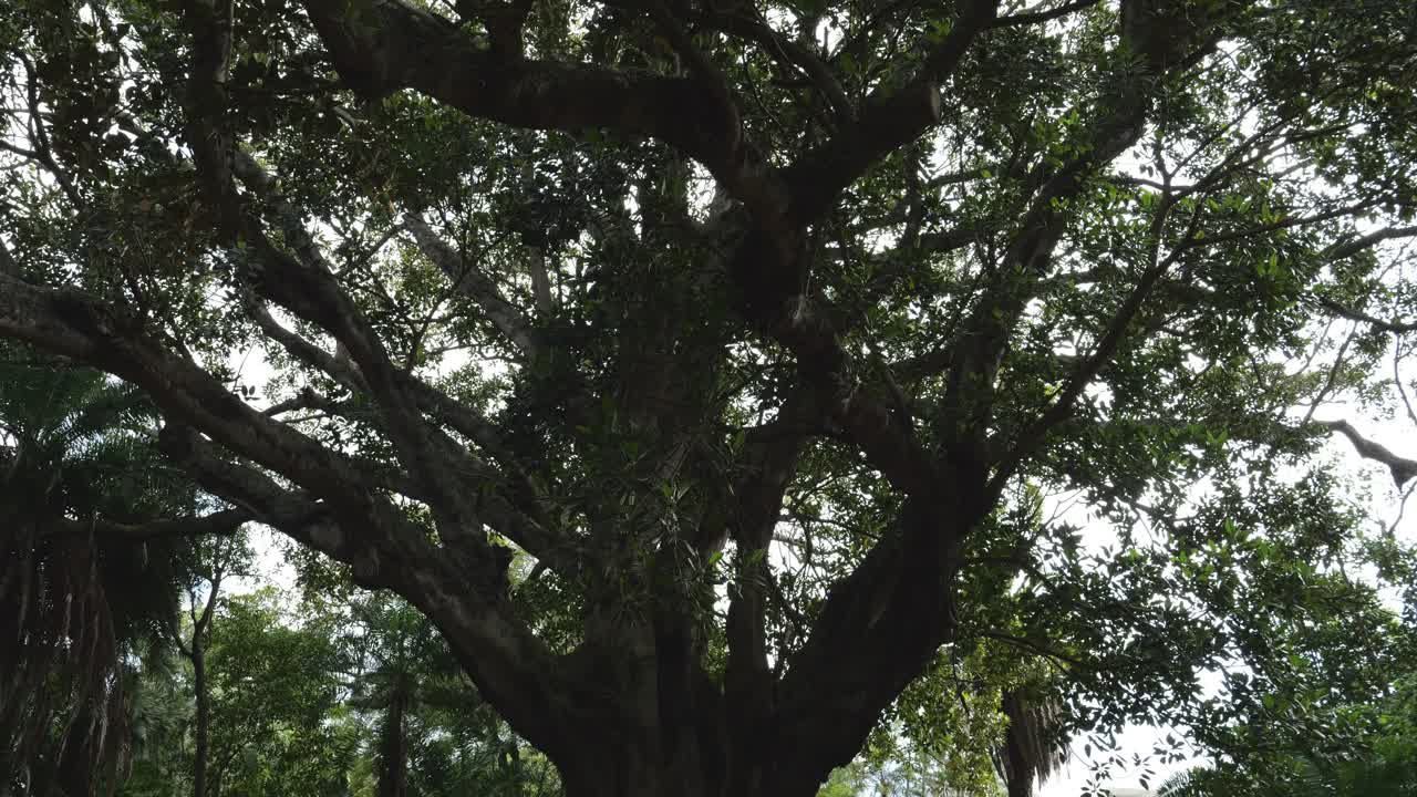 Majestic shot of Ficus macrophylla tree in Botanical Garden, Ponta Delgada