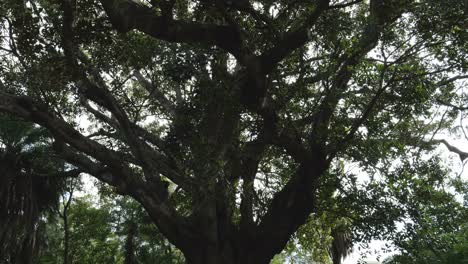 majestic shot of ficus macrophylla tree in botanical garden, ponta delgada