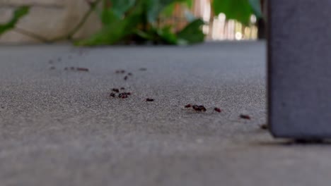 Close-up-footage-of-ants-walking-and-working-in-a-line-on-the-pavement-in-a-warm-climate