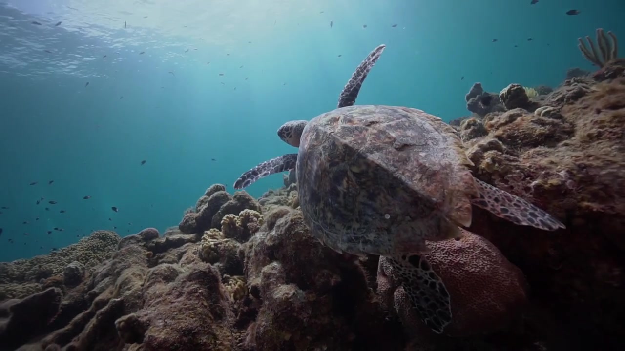 A hawksbill sea turtle rests on the reef before gliding forward and swimming close to the camera. The turtle moves calmly over the corals, passing just in front of the lens as it heads toward brighter