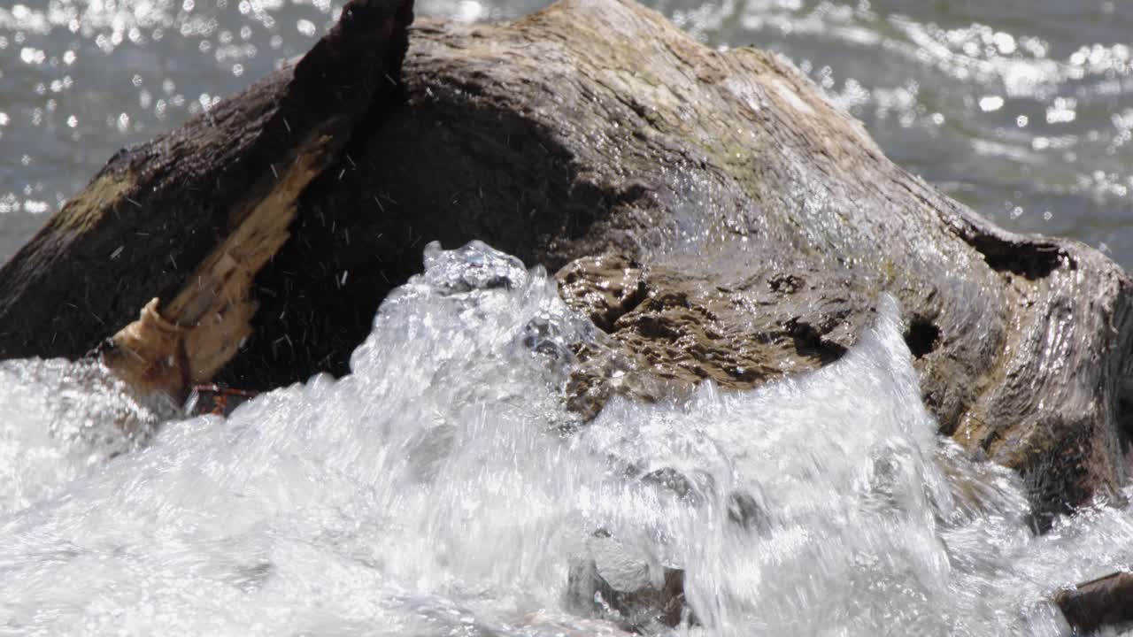 Flusswasser spritzt auf Treibholzwurzel, heller sonniger Tag im Hintergrund