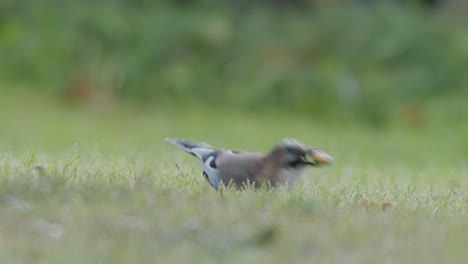 eurasian jay picking up acorns for winter and swallows them