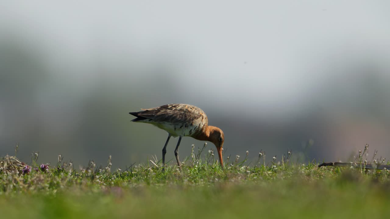 Pittima codanera che si alimenta in un campo erboso