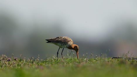 black-tailed godwit feeding in grassy field