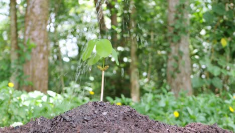 small tree growing it has been planted and watered well.