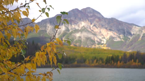 Yellow-Tree-Leave-in-Front-of-Picturesque-Landscape-of-Jasper-National-Park-and-Pyramid-Lake,-Canada