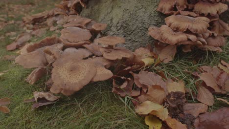 Beautiful-Dolly-out-of-Honey-Mushroom-at-base-of-tree-in-forest