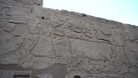 karnak temple hieroglyphic in luxor showing cow and people joining some festival engraved on wall