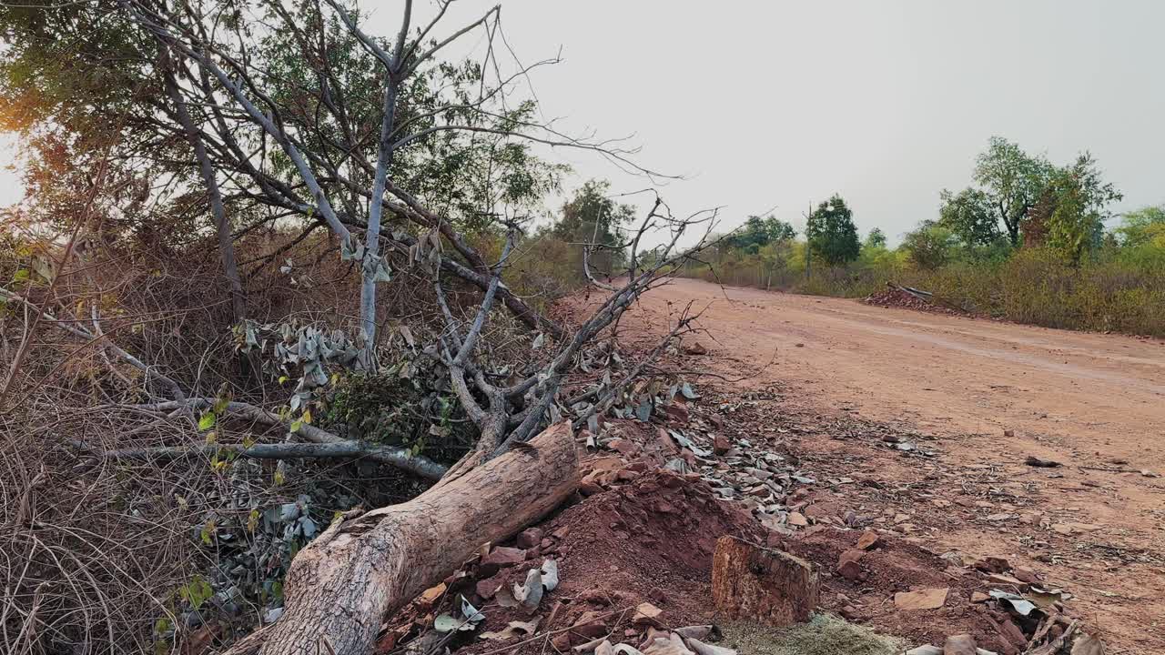 Toma de seguimiento de un árbol talado al borde de la carretera, yaciendo junto a un camino rural sin pavimentar, con ramas cortadas, tocón expuesto y vegetación despejada, destacando la preparación del terreno para la expansión de carreteras e infraestructura