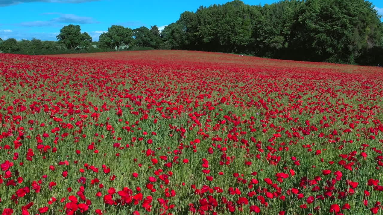 파피 필드 (poppy field) 위에서 낮게 날아가는 항공기 (aerial flying low over poppy field country remembrance day)