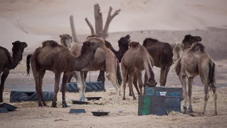 merzouga camel 04