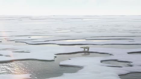 polar bear on melting ice