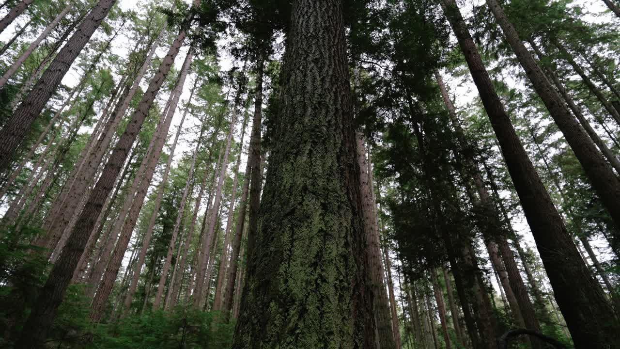Pacifico nord-occidentale, Parco Regionale Pacific Spirit a Vancouver, Columbia Britannica. Clip di bellissimi alberi della foresta
