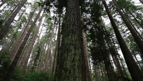 Noroeste-Pacífico,-Parque-Regional-Del-Espíritu-Del-Pacífico-En-Vancouver,-Columbia-Británica-Clip-De-Hermosos-árboles-Forestales