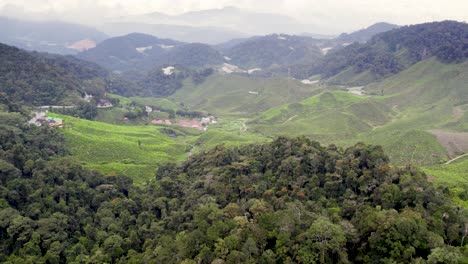 bosque que rodea las plantaciones de té en las tierras altas de cameron de malasia, órbita lenta de drones