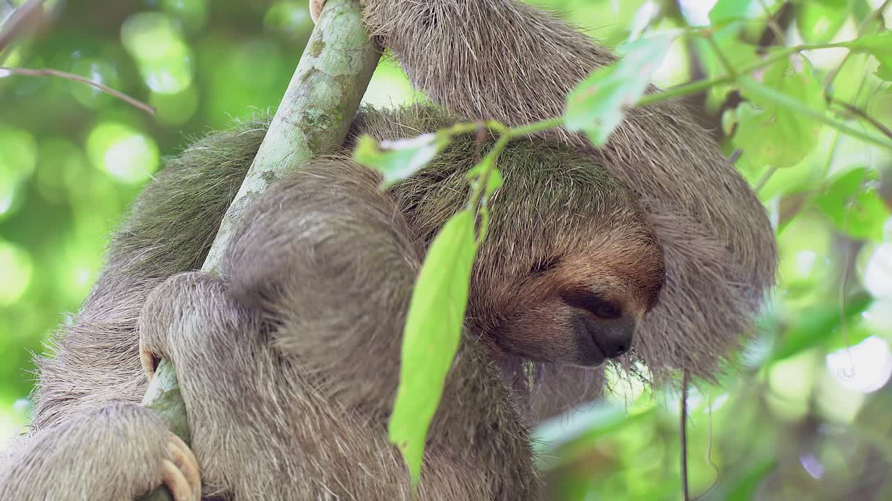 Bradipo buffo nella volta della giungla si gratta il pelo pruriginoso su un ramo d'albero