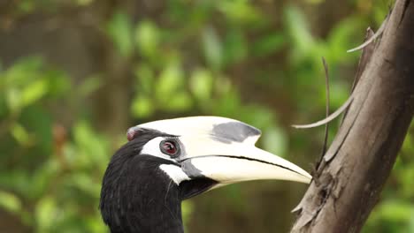 hornbill interacting with a tree branch.