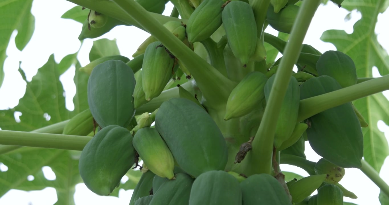 Büyüyen papaya ağaçlarını, tropikal bahçe doğasını, gür çevreyi ve tarımsal güzelliği vurguluyor. Doğa temalarını, modern yaşam tarzlarını ve otantik ortamları vurgulayan projeler için mükemmel.