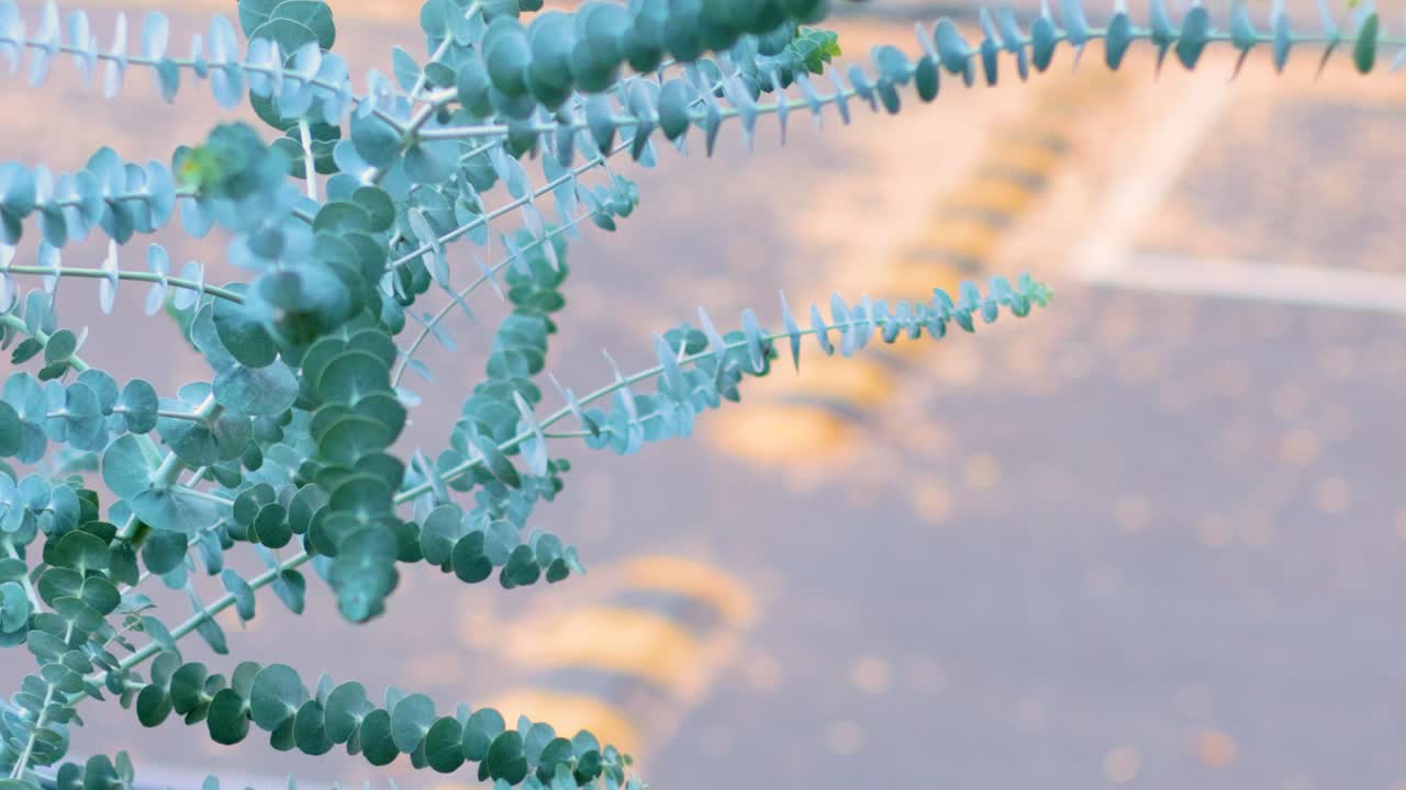 유칼립투스 가지가 부드러운 바람에 부드럽게 흔들리고, 부드럽고 자연적인 조명으로 조용한 야외 환경에서 포착됩니다.
