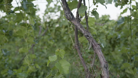 vineyard vine footage in a green vineyard
