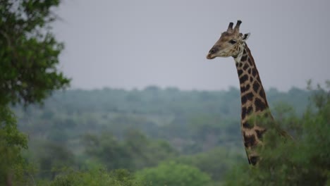 giraffe in the wild