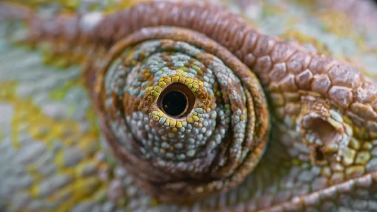 среда сканирования глаз хамелеона