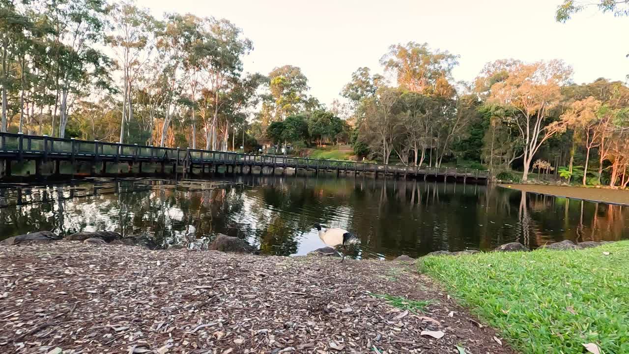 이비스 가 세린 가든 의 연못 위 를 날아다니고 있다