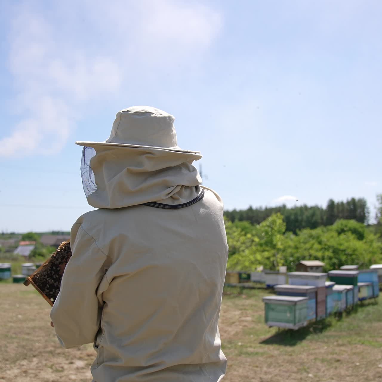 Honey frame coated with worker bees in the hands of old beekeeper. Apiarist standing in the middle of bee farm. Sunny day background