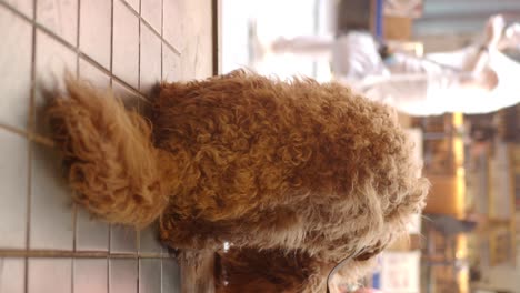 a fluffy brown dog sitting on a tiled floor