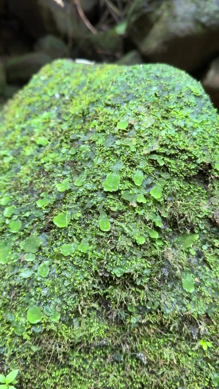 Primo piano di muschio verde e piccole piante che crescono su una roccia