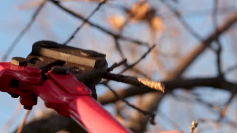 pruning twigs from a thin branch with iron pruning scissors, very close up view macro shot