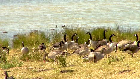 grey lag and canada geese on the banks of eyebrook reservoir