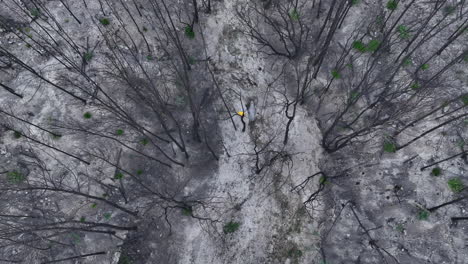 vista aérea sobre un hombre molesto caminando a través de un bosque apocalíptico desastre natural de incendios forestales