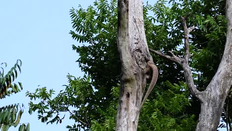 El-Lagarto-Monitor-Nublado-Se-Encuentra-En-Tailandia-Y-Otros-Países-De-Asia