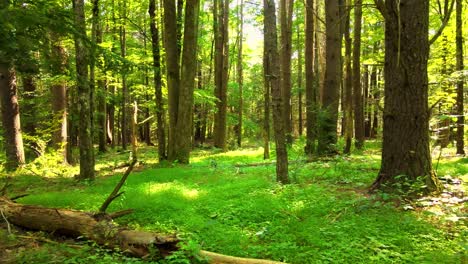 smooth video of a lush green magical forest in summer with golden light in the appalachian mountains