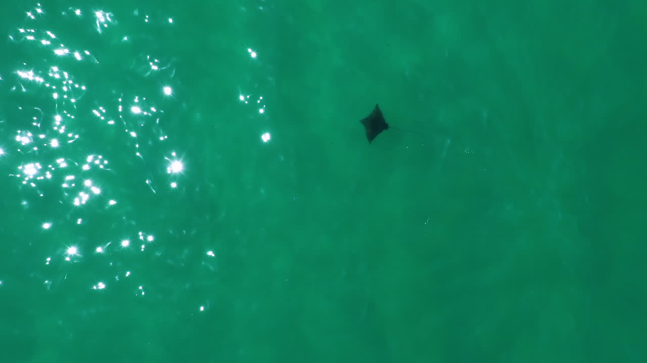 호주 바이런 베이의 청록색 바닷물에서 외로운 만타 레이의 4k 드론 샷