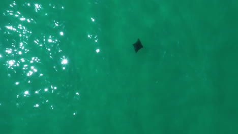 4k-Drone-shot-of-a-lonely-Manta-Ray-in-the-turquoise-sea-water-at-Byron-Bay,-Australia