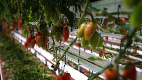 ripe tomatoes growing on plants in modern greenhouse, motion view