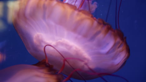 beautiful jellyfish in an aquarium