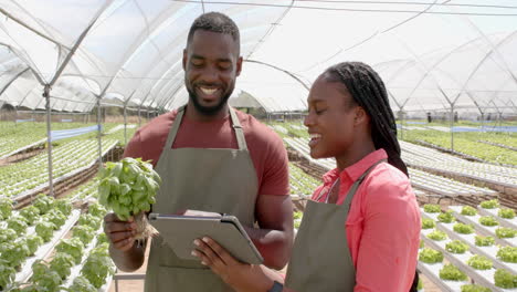 smiling african american farmers using tablet and holding basil plant in hydroponic farm