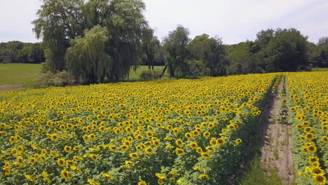 Aerial-shot-of-sunflower-field-in-Michigan,-rising-sideways-motion