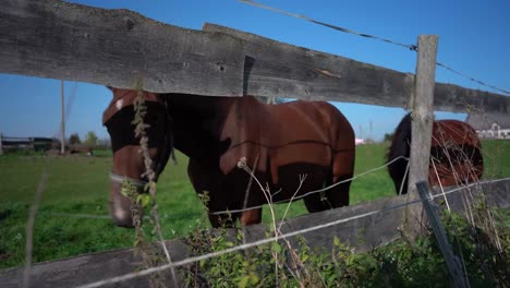 caballo parado detrás de una vieja valla de madera en una granja de caballos