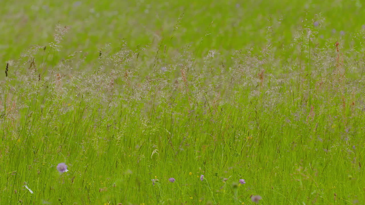 cámara lenta de la siega de hierba larga en el viento en el prado en verano