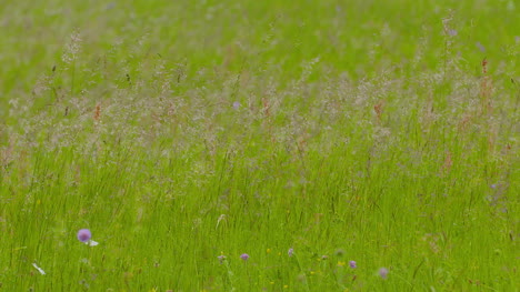 Slowmotion-De-Hierba-Larga-Cortando-El-Viento-En-El-Prado-En-Verano