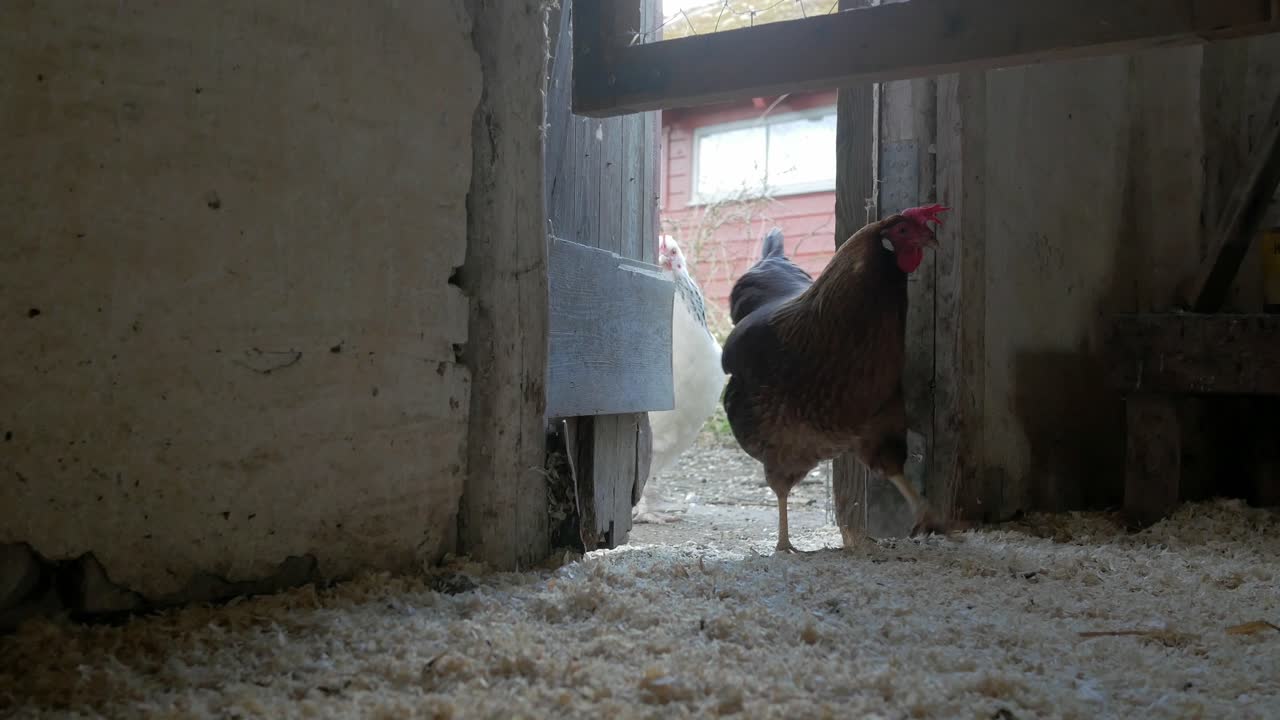 Hens enter hen house, small backyard chicken coop