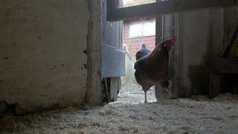 Las-Gallinas-Entran-En-El-Gallinero,-Pequeño-Gallinero-En-El-Patio-Trasero