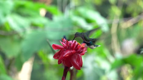 two tiny cute white-necked jacobin colibri birds feeding on a flower of etlingera elatior while in flight