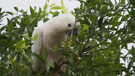 weißer kakadu-vogel sitzt auf einem grünen baumzweig und isst saure reife kalk