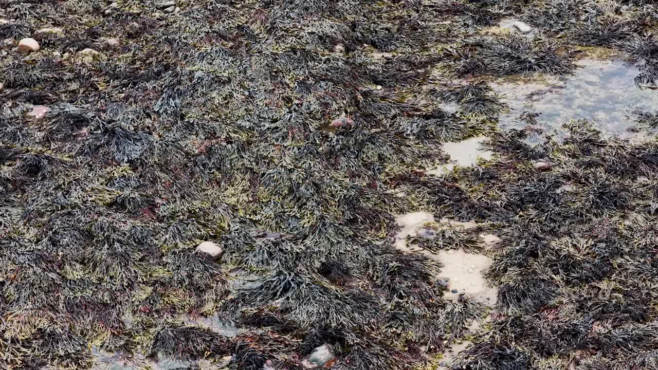 Camera slowly pans across wet, rocky shoreline with seaweed and tide pools under overcast light