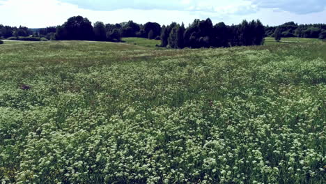 shot over grass field and a forest